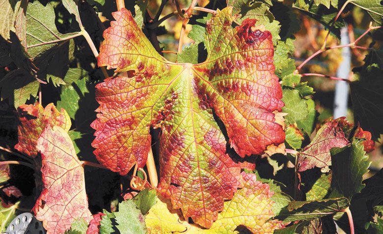 A leaf from a Merlot grapevine shows red veins and red blotches on margins and interveinal regions, typical symptoms of red blotch disease. ##Photo courtesy of Washington State University.