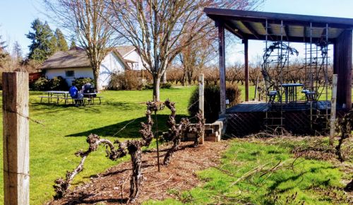 Niagara vines stand near the winery and house at Oak Knoll Winery in Hillsboro. ##Photo by Michael Alberty