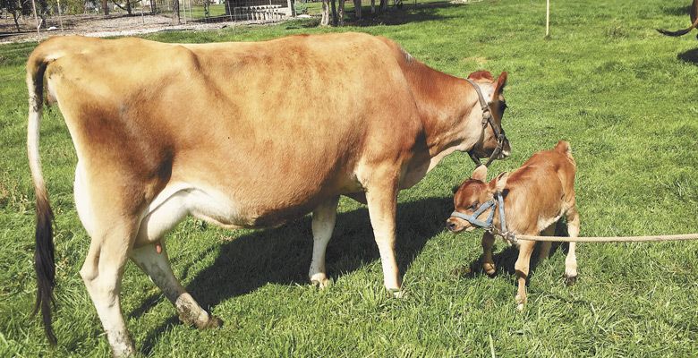 One of the Jersey cows, with her new calf, at Smith’s Tiny Farm and Micro-Creamery near Hermiston. ##Photo by Patty Mamula