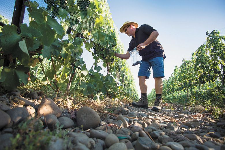 Saviah Cellars’ owner and winemaker, Richard Funk, collecting grape samples from a vineyard in The Rocks District of Milton-Freewater prior to harvest. ##Photo provided by Saviah Cellars