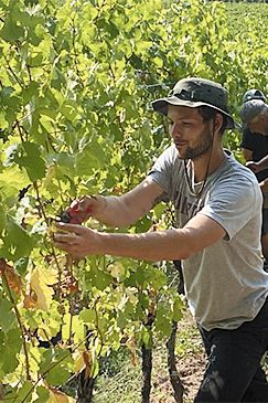 Pascal Brooks, owner of Brooks Wines, working in a vineyard in Alsace, France. ## Photo provided by Brooks Wines Pascal Brooks, owner of Brooks Wines, working in a vineyard in Alsace, France. ## Photo provided by Brooks Wines