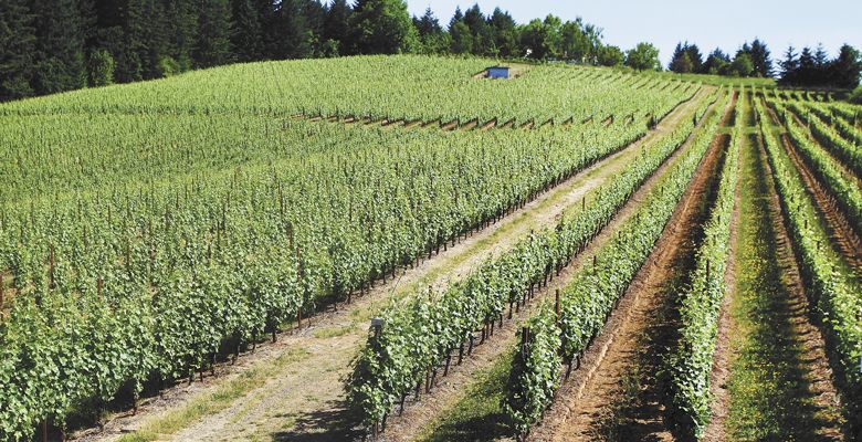 Lenné Estate’s steep south-facing slope is at an ideal elevation yet has some of the poorest soil in Yamhill County; the result is concentrated Pinot Noir.  ##Photo by Rockne Roll