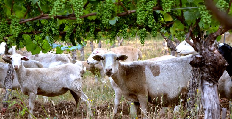 Sheep and other farm animals help maintain the vineyard at Antiquum Farm near Junction City. ##Photo Provided