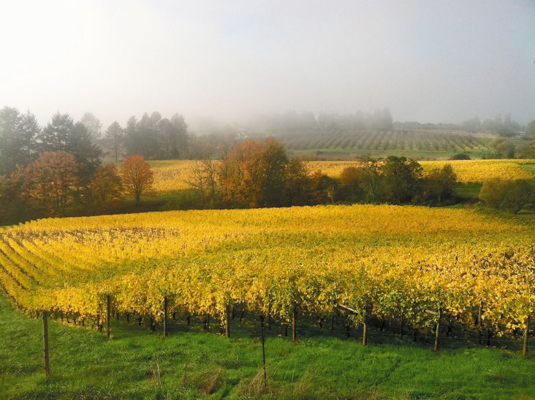 Wits’ End Vineyard, planted by Corby Stonebraker-Soles and Rollin Soles in 2001.
## Photo by John Valls Wits’ End Vineyard, planted by Corby Stonebraker-Soles and Rollin Soles in 2001.
## Photo by John Valls