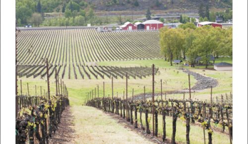 Del Rio Vineyard in the Umpqua Valley AVA, which is also part of the Southern Oregon AVA. Photo by Andrea Johnson.