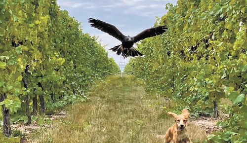 A raptor and puppy race through a vineyard. ##Photo provided by Sky Guardian Falconry