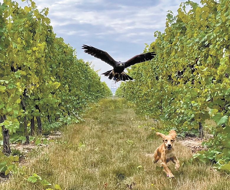 A raptor and puppy race through a vineyard. ##Photo provided by Sky Guardian Falconry