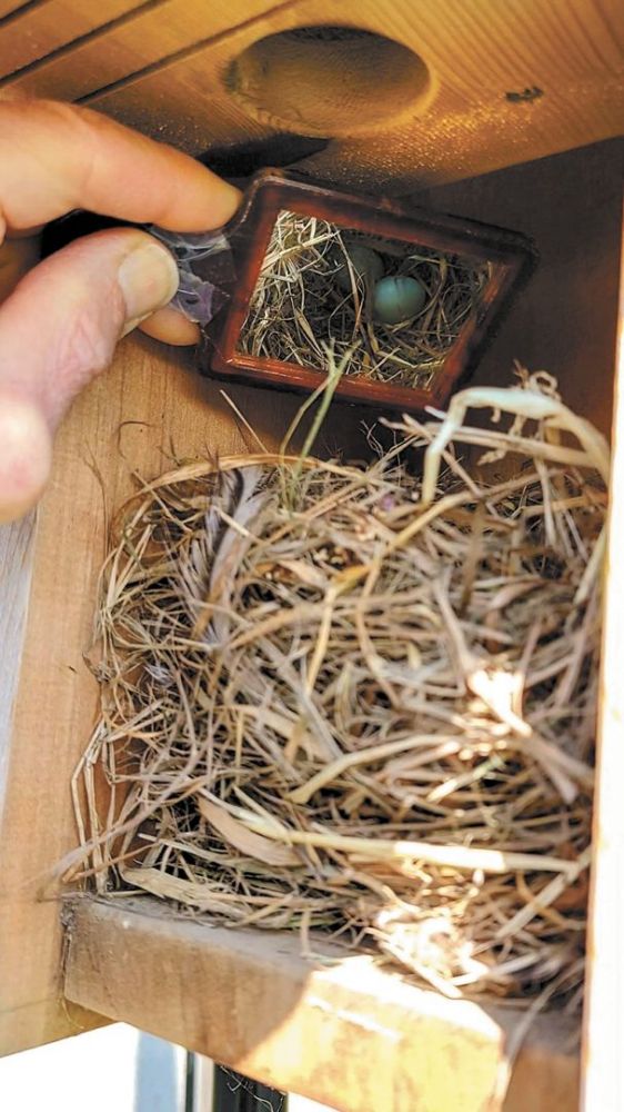 A peek inside an occupied  bluebird nesting box with tiny eggs. ##Photo provided by Sokol Blosser Winery