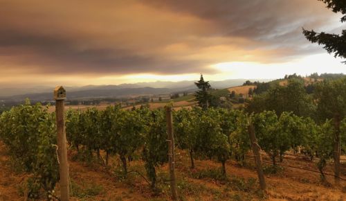 Smoke hangs over Roots Vineyard the day after Labor Day, 2020. ##Photo by Hilary Berg