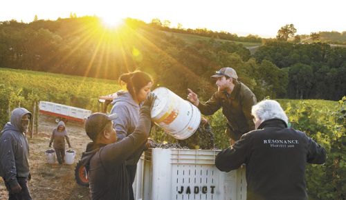 Harvest underway at Resonance Vineyard. ##PHOTO BY ANDTEA JOHNSON