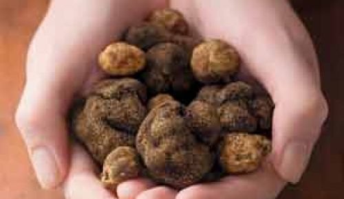 Black and white truffles.Photo by Kelly Cline