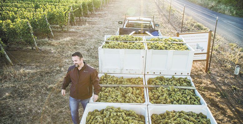 Chad Vargas manages picking during harvest at Adelsheim Vineyard outside Newberg. ##Photo By Charles Gullung