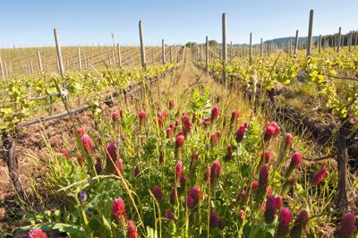 Crimson clover covers a row middle at de Lancellotti Family Vineyards in Newberg.  Photo by Andrea Johnson.