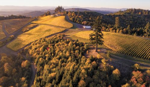 Aerial view of Fairsing Vineyards’ many forested areas, including the White oaks they are working to preserve.##Photo provided by Fairsing Vineyard