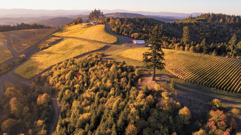 Aerial view of Fairsing Vineyards’ many forested areas, including the White oaks they are working to preserve.##Photo provided by Fairsing Vineyard