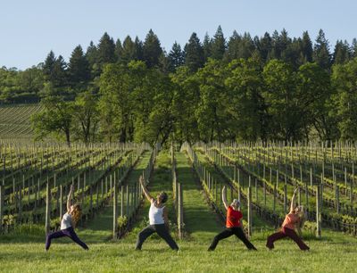 Laura Pedroni (from left), owner of Yogis Hatha Yoga Studio in downtown McMinnville, along with her students, John Knight, winemaker Remy Drabkin of Remy Wines,  and Zeah Katz perform yoga asaunas, or poses, at Stoller Vineyards in Dayton. Photo by Andrea Johnson.