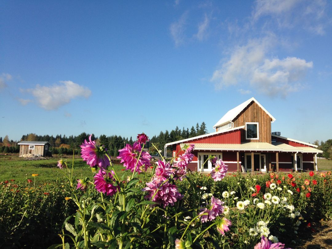 Carabella Vineyards at Our Table Farm