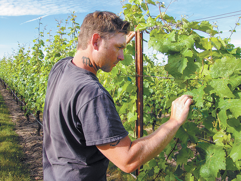 Bill Hooper checks on Riesling at Methven Vineyards located in the Willamet...