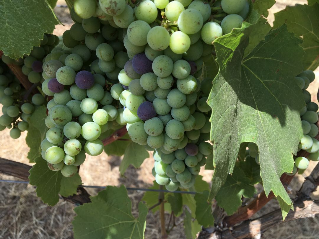 Wine Education Series, Yea for Chardonnay!