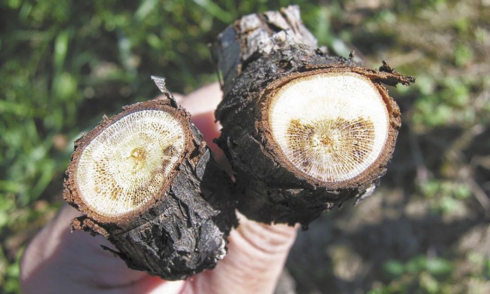 Botryosphaeria canker.##Photo courtesy of www.grapepathology.blogspot.com.