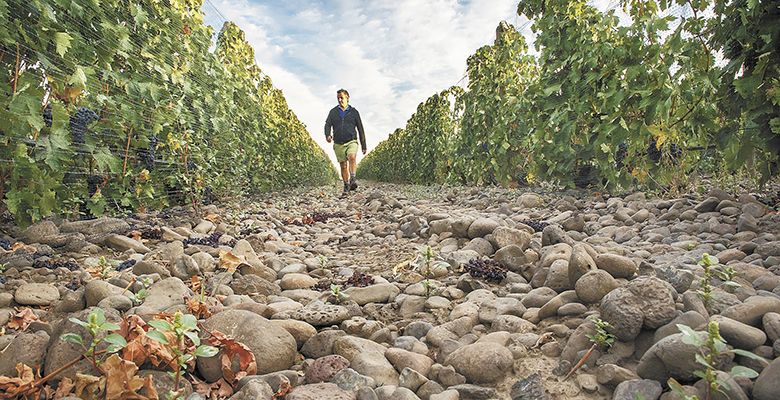 Cayuse’s Christophe Baron walks along his cobbled vineyard in The Rock District of Milton-Freewater, the state’s newest AVA.##Photo by Andrea Johnson