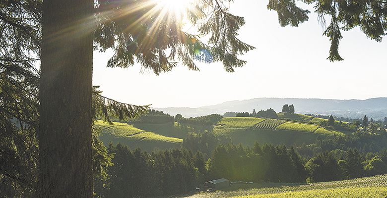 Knudsen Vineyard##Photo by Andrea Johnson