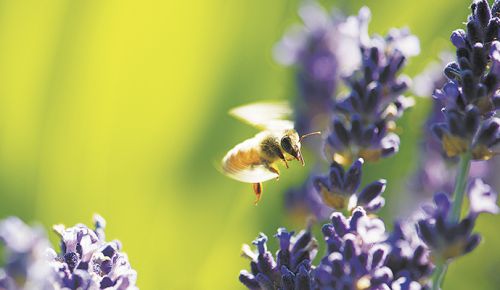 A honey bee gathers pollen from lavender grown at Anne Amie Vineyards. The establishment of non-winegrape plants to attract
beneficial insects into the vineyard is encouraged by LIVE.##Photo by Andrea Johnson