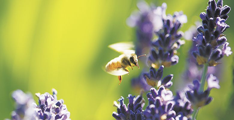 A honey bee gathers pollen from lavender grown at Anne Amie Vineyards. The establishment of non-winegrape plants to attract
beneficial insects into the vineyard is encouraged by LIVE.##Photo by Andrea Johnson