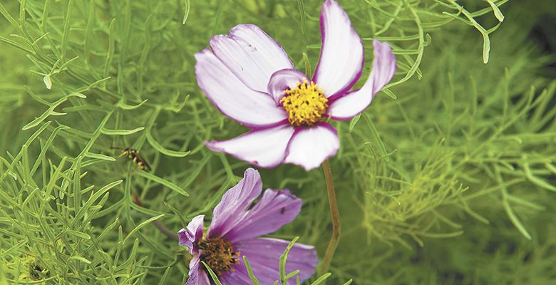 A wildflower at McQueen Vineyard, Walla Walla Valley AVA, signals biodiversity as well.##Photo by Andrea Johnson