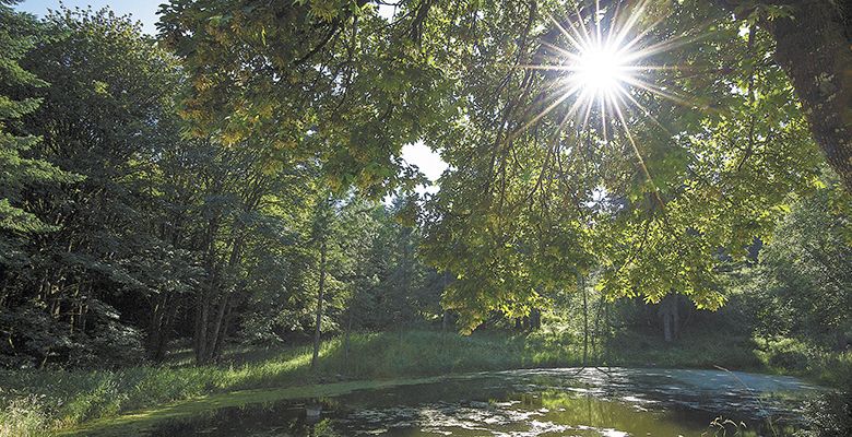 A small pond at Anne Amie
is safe from chemicals as verified by Salmon-Safe certification in conjunction
with LIVE.##Photo by Andrea Johnson