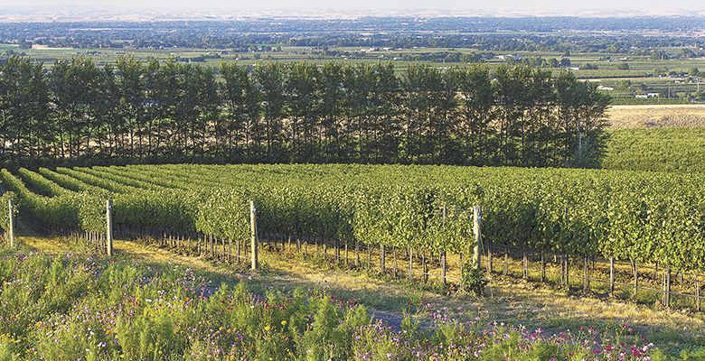 Doubleback’s McQueen Vineyard, Walla Walla Valley,
utilizes wildflowers to attract benficial insects into the
vineyard.##Photo by Andrea Johnson