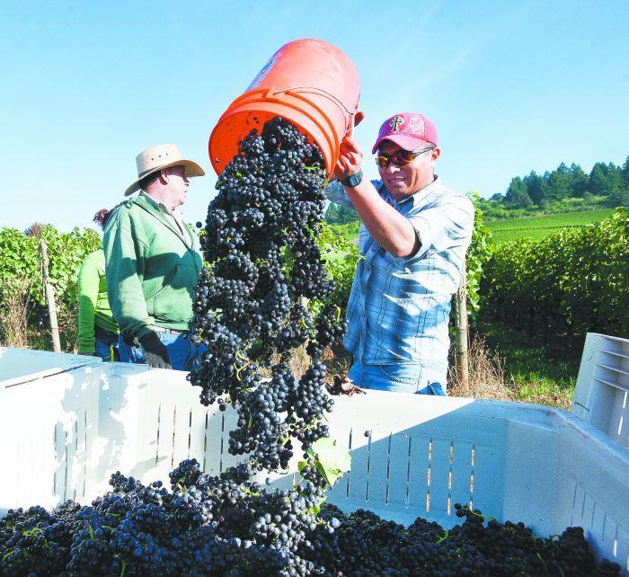 Harvest starts
earlier than usual at
Stoller Family Estate
and other Willamette
Valley vineyards.Marcus Larson photo