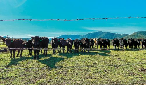 Curious cows peer at human tasting room visitors from the upper pasture which overlooks Plaisance Ranch’s 210 acres. ##Photo by Joe Ferma
