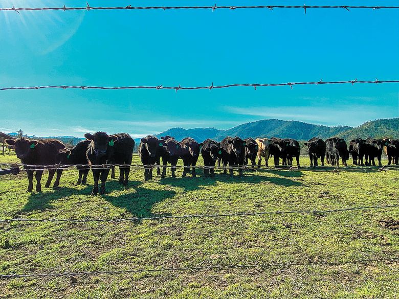 Curious cows peer at human tasting room visitors from the upper pasture which overlooks Plaisance Ranch’s 210 acres. ##Photo by Joe Ferma