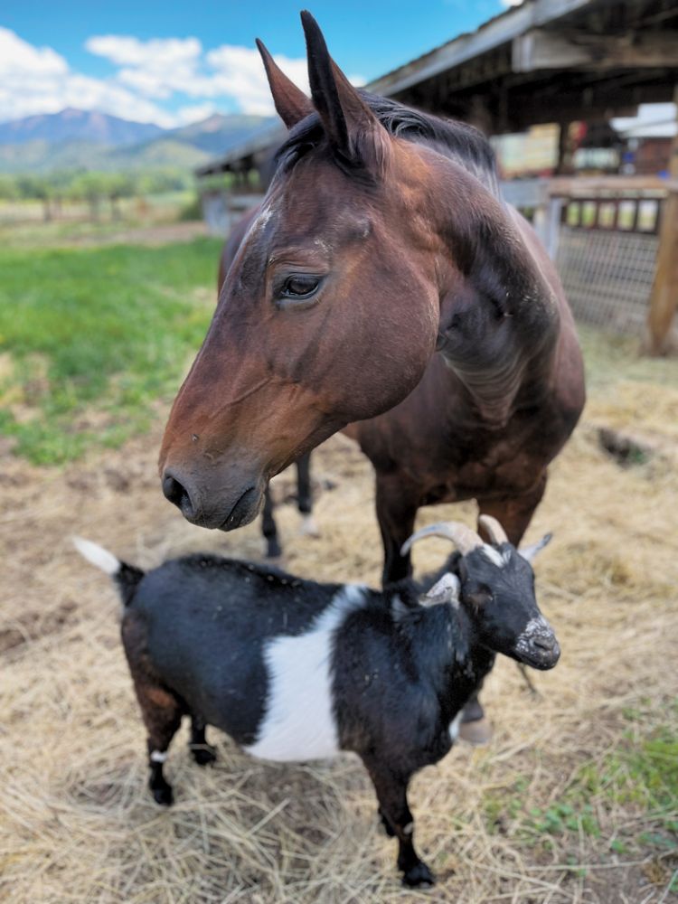 Phoebe, Plaisance Ranch’s cutting horse, has helped Joe Ginet work the cattle for almost 20 years. She is finally retiring this season. In retirement, Phoebe will focus on herding her goat, Mr. Barnaby, and enjoying estate-raised grass hay.##Photo by Maluhia Ose