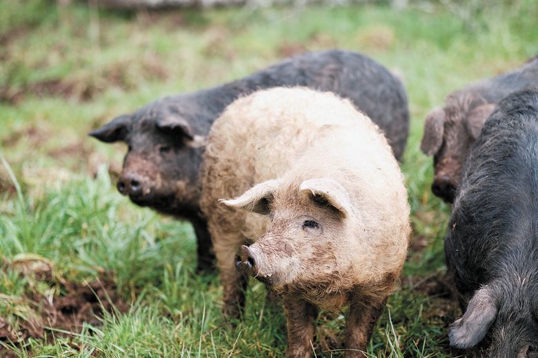 Some of the pigs found at Soter Vineyards. ##Photo by Josh Chang of Foundry 503