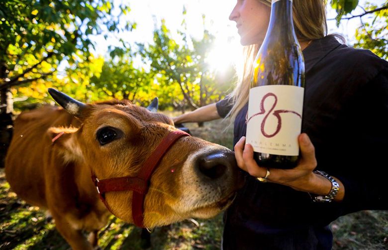 Analemma owner Kris Fade with Canela (Spanish for Cinnamon), their vineyard matriarch Jersey cow. ##Photo by SAGE LAMAR HOKE