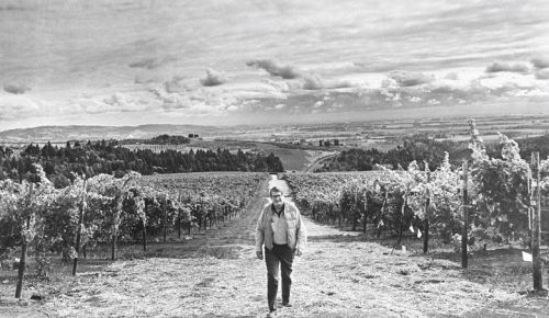 Cal Knudsen strolling through his vineyard. Taken by the Vancouver Sun Newspaper in 1983 while he was CEO of MacMillan Bloedel, a major Canadian forest products company. ##Photo by Vancouver Sun