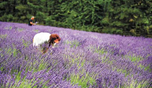 Photo credit Ron Miller, courtesy of Taste Newberg