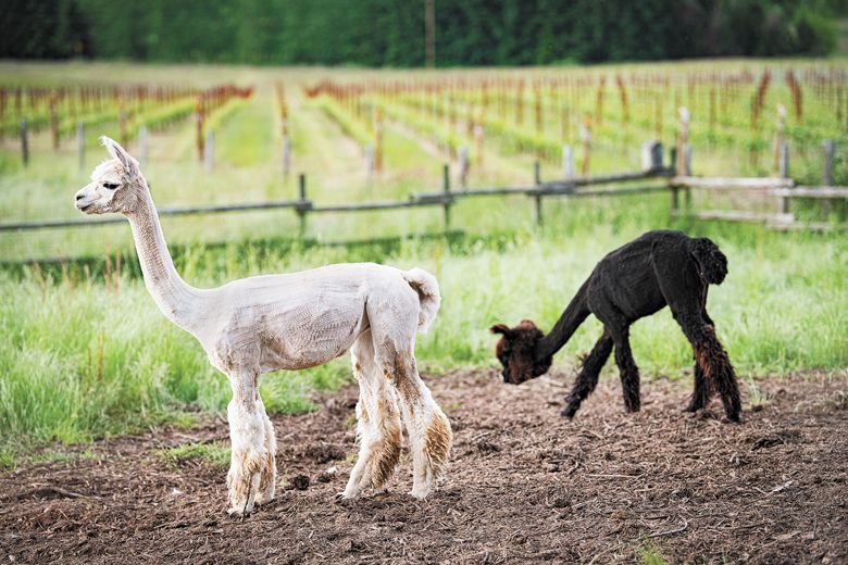 Newly shorn alpacas enjoy the vineyard views. ##Photo by Andrea Johnson