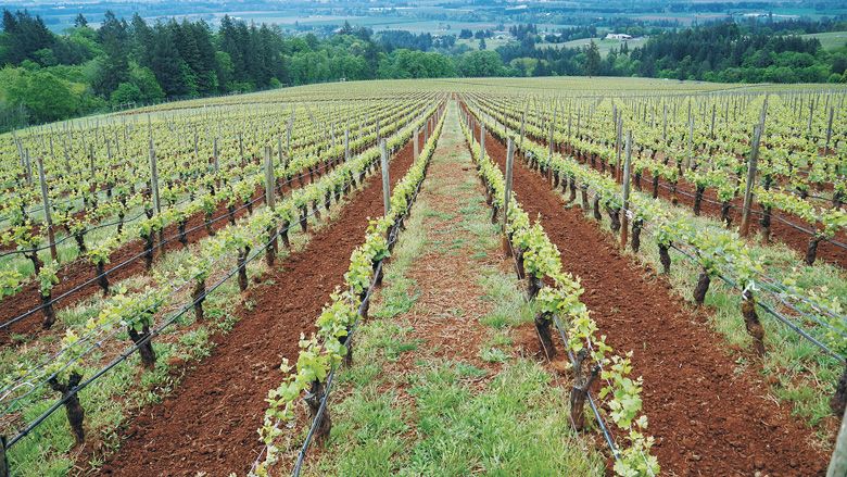 Domaine Drouhin Oregon Dundee Hills estate vineyards. ##Photo provided by Domaine Drouhin Oregon