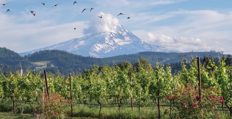 View of Mount Hood through vineyards at Mt. Hood Winery, Hood River, Oregon.##Photo by ANDRéA JOHNSON