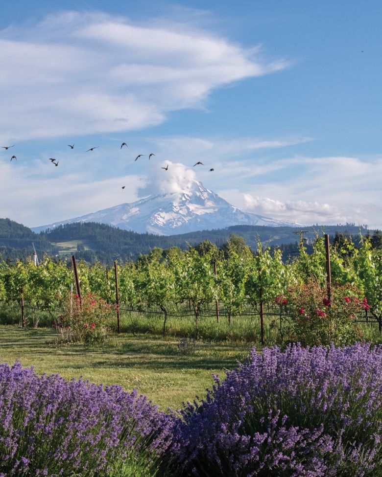 View of Mount Hood through vineyards at Mt. Hood Winery, Hood River, Oregon.##Photo by ANDRéA JOHNSON