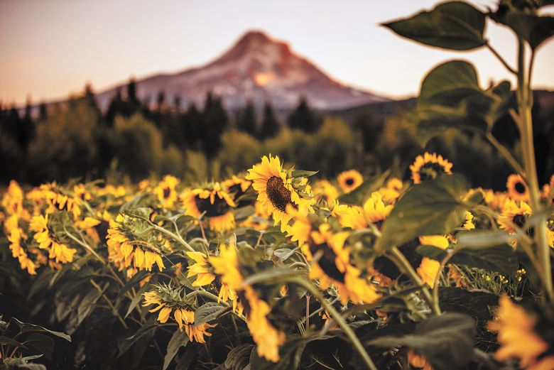 Find flowers and mountain views at Grateful Vineyard. ##PHOTO BY PICKLES PHOTOGRAPHY