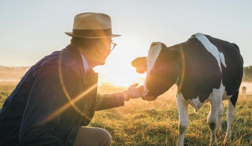 David Gremmels with one of the many cows that supply milk to Rogue Creamery.##Photo CREDIT: Favoreat