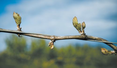 Fragile new grape buds showing signs of frost-damage. ##Photo by Kathryn Elsesser