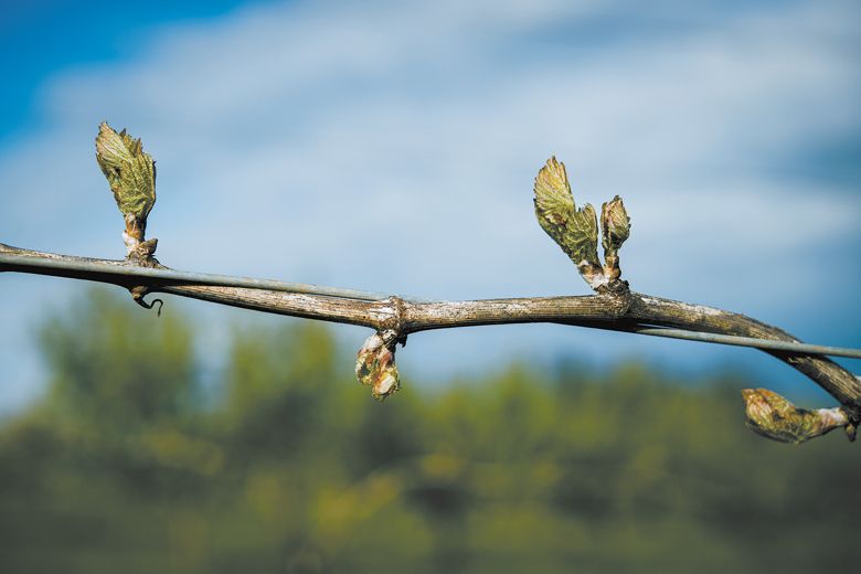 Fragile new grape buds showing signs of frost-damage. ##Photo by Kathryn Elsesser