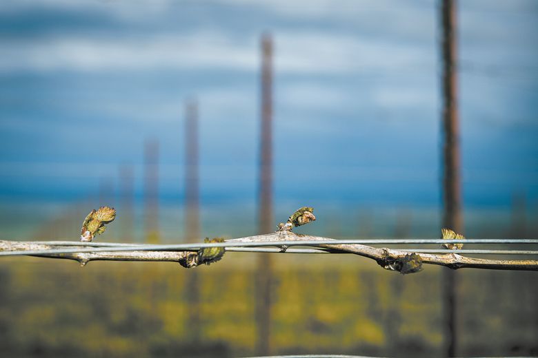 Fragile new grape buds showing signs of frost-damage. ##Photo by Kathryn Elsesser Fragile new grape buds showing signs of frost-damage. ##Photo by Kathryn Elsesser