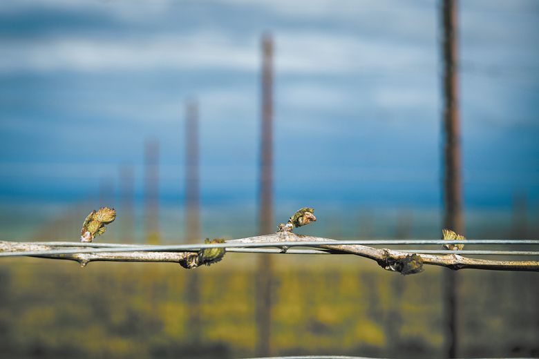 Fragile new grape buds showing signs of frost-damage. ##Photo by Kathryn Elsesser