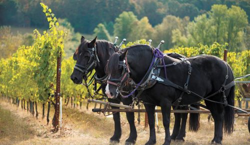 Illahe Vineyards winery offers visitors a front-row seat overlooking the many rows of grapevines.##PHOTO CREDIT: Easton Richmond